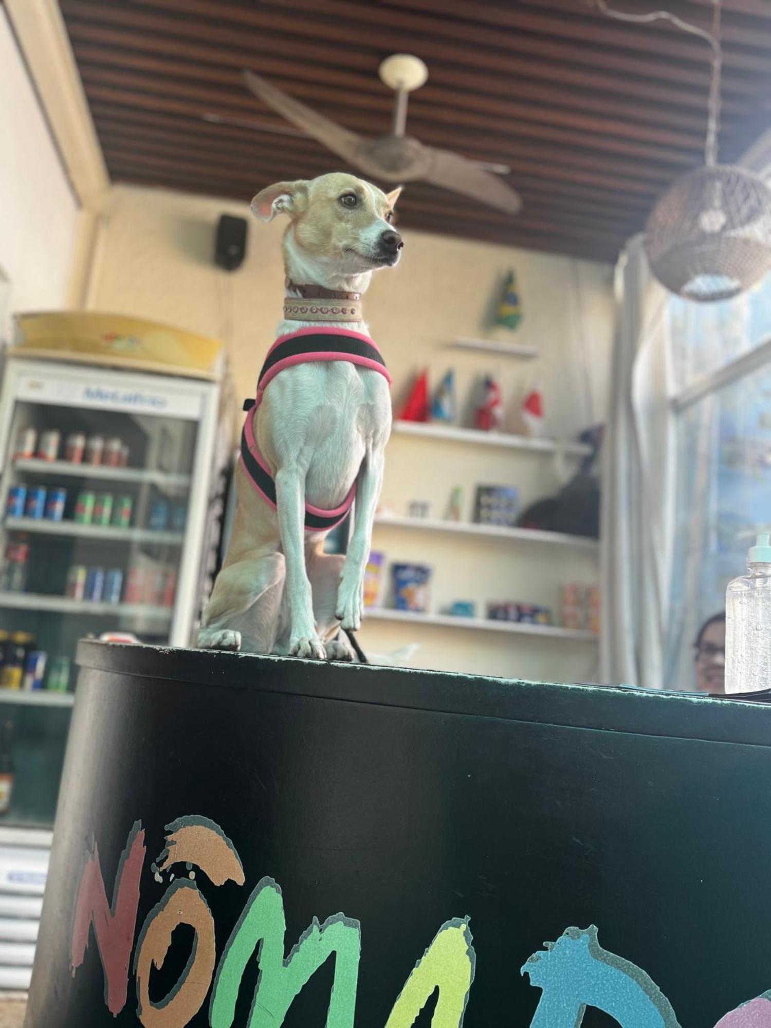 Nomade In Arte E Hostel São Paulo Zewnętrze zdjęcie